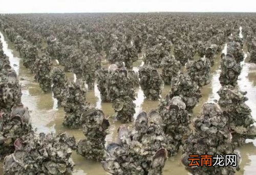 生蚝很腥为什么可以生吃