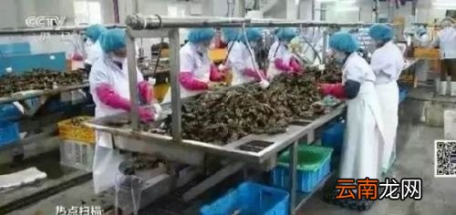 生蚝很腥为什么可以生吃