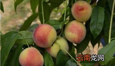 现在的桃子为什么会这么大呢