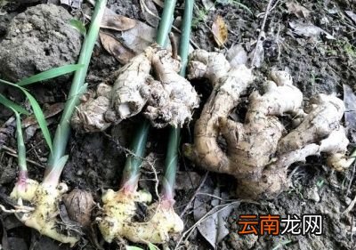 生姜为什么会开花