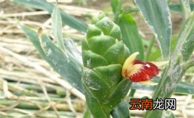 生姜为什么会开花