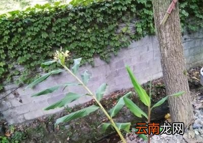 大姜开花是什么原因