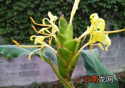 大姜开花是什么原因