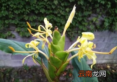 大姜开花是什么原因