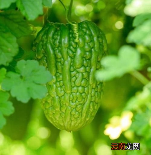 苦瓜有什么营养价值吗