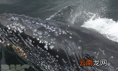 什么是藤壶对鲸鱼有害吗