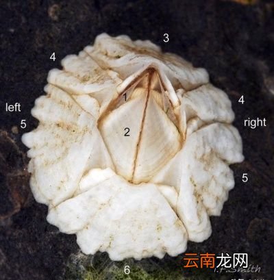 什么是藤壶对鲸鱼有害吗