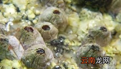 什么是藤壶对鲸鱼有害吗