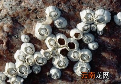 什么是藤壶对鲸鱼有害吗