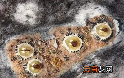 什么是藤壶对鲸鱼有害吗