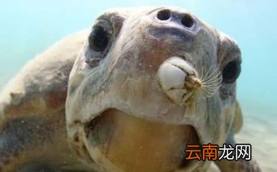 为什么藤壶喜欢鲸鱼