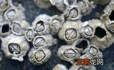 为什么藤壶喜欢鲸鱼