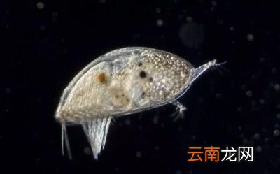 为什么藤壶喜欢鲸鱼