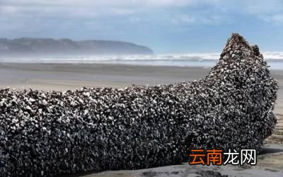 为什么藤壶喜欢鲸鱼