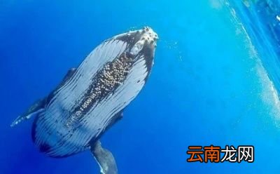 为什么藤壶喜欢鲸鱼