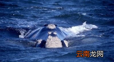 为什么藤壶喜欢鲸鱼