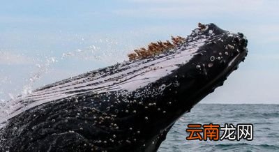 为什么藤壶喜欢鲸鱼