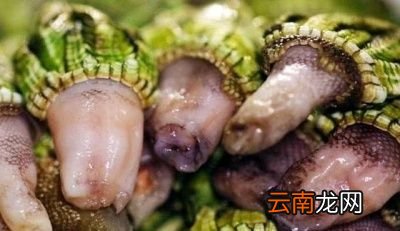 为什么藤壶喜欢鲸鱼