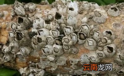 藤壶为什么会跑到鲸鱼身上它对鲸鱼有什么危害