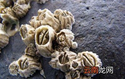 藤壶为什么会跑到鲸鱼身上它对鲸鱼有什么危害
