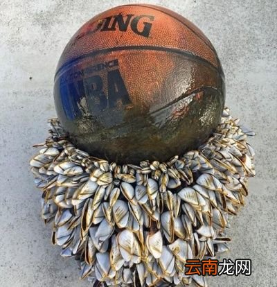 藤壶为什么会跑到鲸鱼身上它对鲸鱼有什么危害
