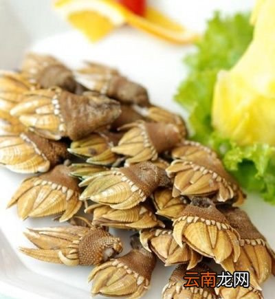 藤壶为什么会跑到鲸鱼身上它对鲸鱼有什么危害