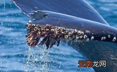 藤壶为什么会跑到鲸鱼身上它对鲸鱼有什么危害