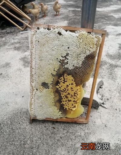 蜂蜜的真假该如何鉴别