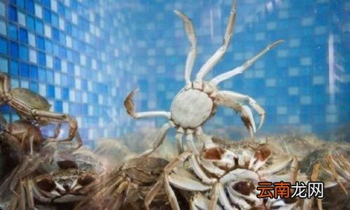 螃蟹外壳发黄是为什么