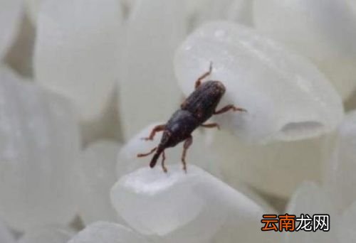 大米里有黑色的虫子吗
