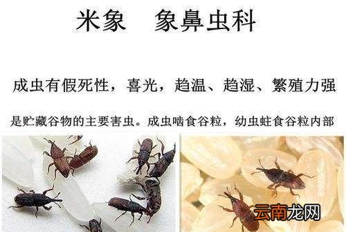 大米里有黑色的虫子吗
