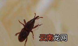 大米里面黑色的是什么虫子