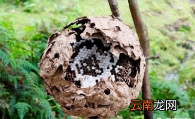在哪能找到马蜂