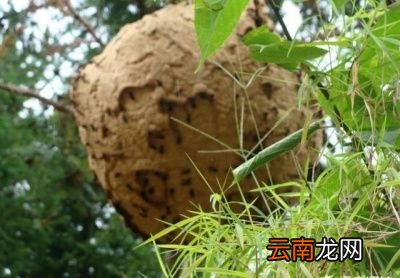 在哪能找到马蜂