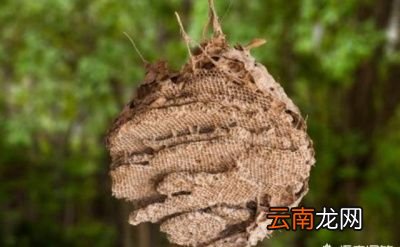 在哪能找到马蜂