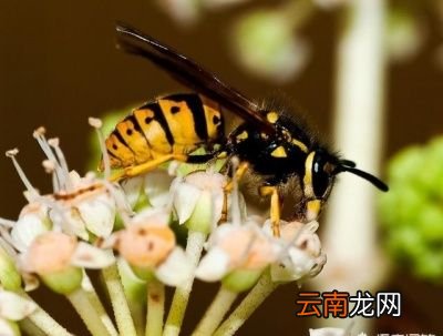 寻找胡蜂的方法