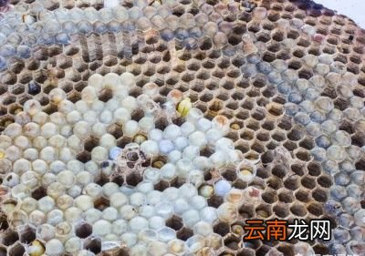 寻找胡蜂的方法