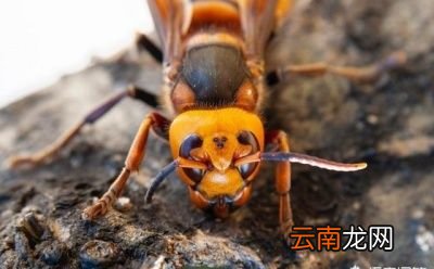 寻找胡蜂的方法