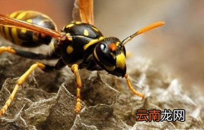 寻找胡蜂的方法