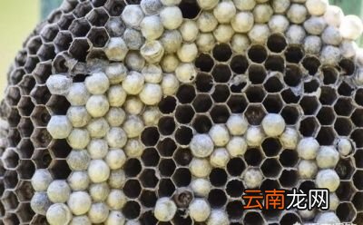 寻找胡蜂的方法
