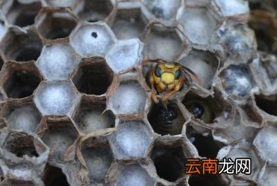 寻找胡蜂的方法