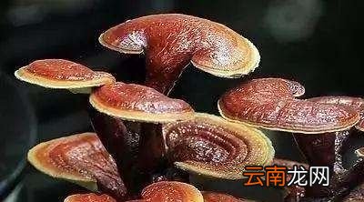灵芝对身体有什么好处什么人最需要吃