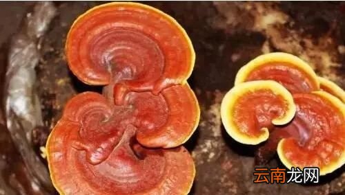 灵芝对人的好处有哪些
