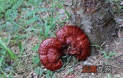 灵芝对人的好处有哪些