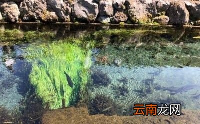 自来水矿泉水纯净水有何区别