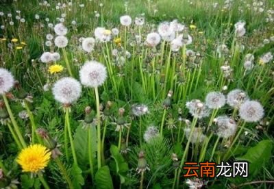 问题蒲公英能与甘草一起喝吗