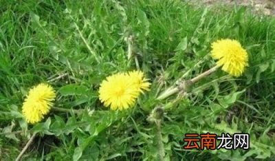 问题蒲公英能与甘草一起喝吗