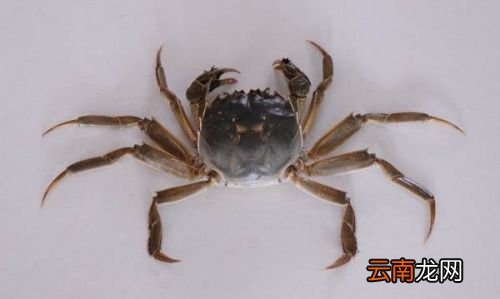 螃蟹什么季节最肥最好