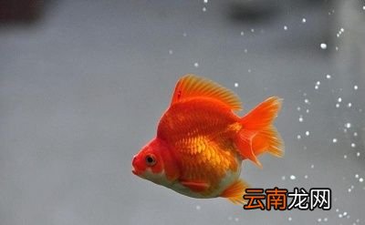 超市里卖的小金鱼能买吗