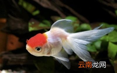 超市里卖的小金鱼能买吗